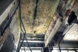 Why You Should Choose Our Mold Remediation Services in Osseo, WI